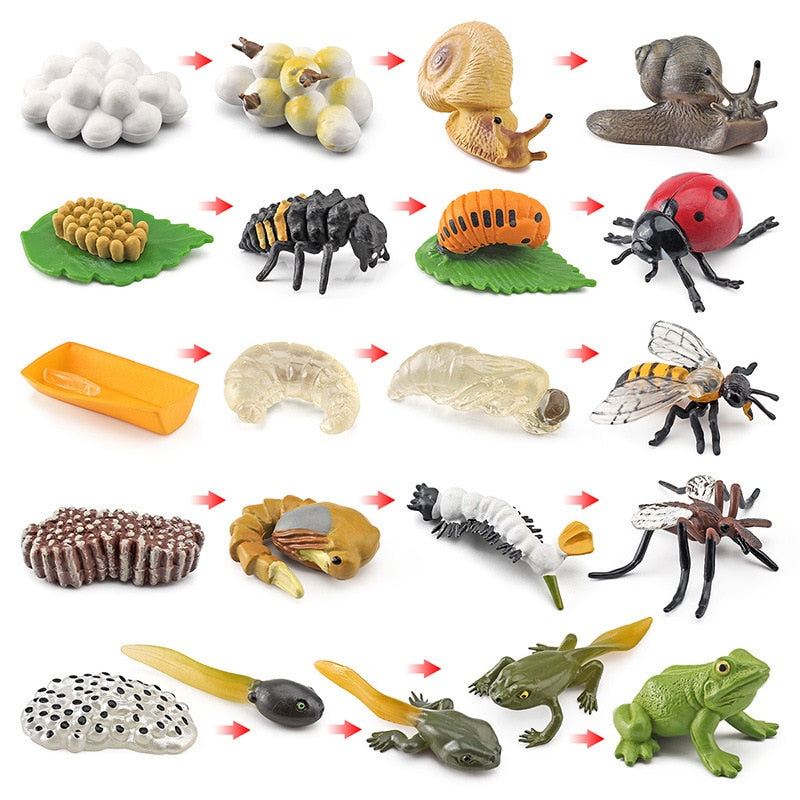 New Animal Life Cycle Board Children Toys