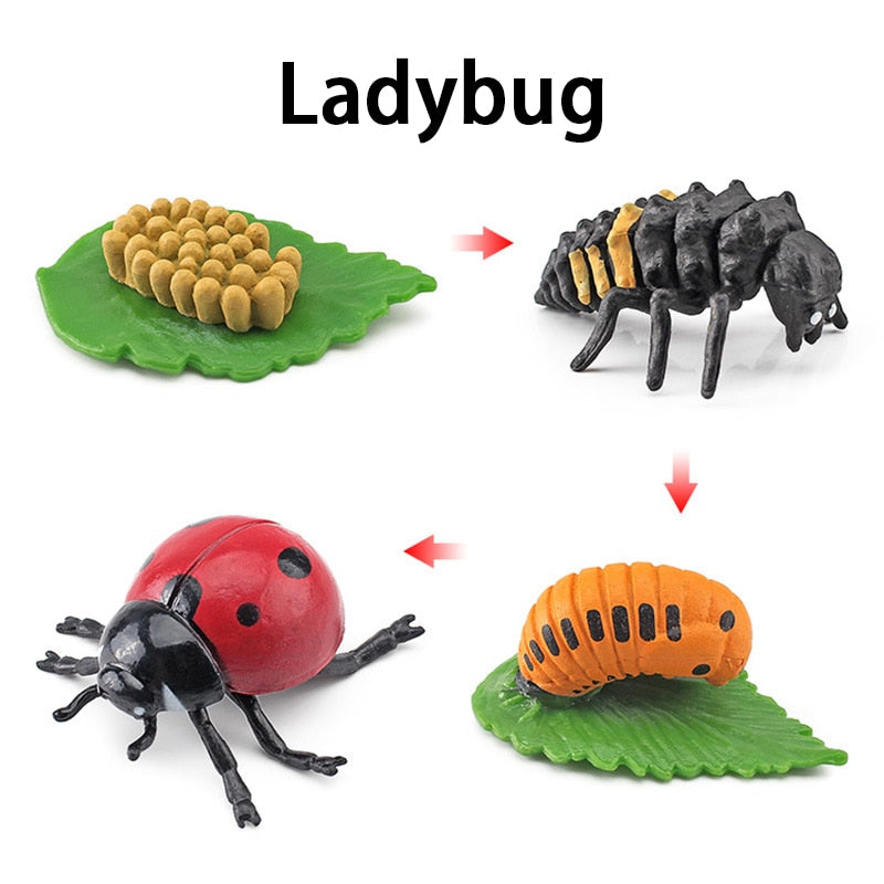 New Animal Life Cycle Board Children Toys